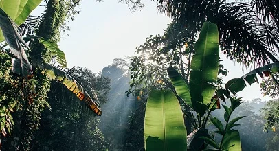 Amazonas
